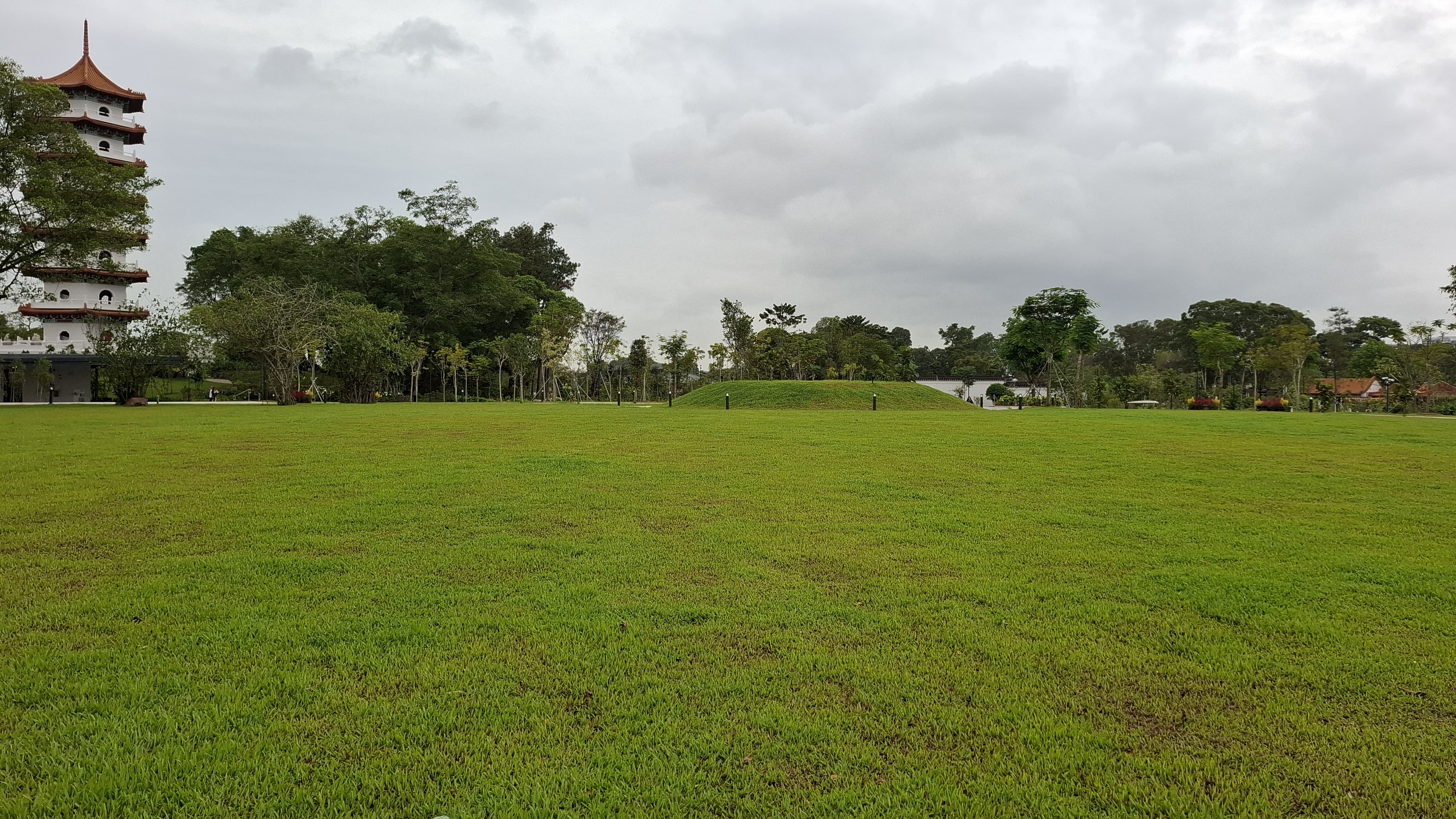 ficus lawn